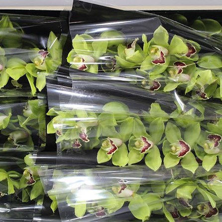 CYMBIDIUM ORCHID GREEN VALLEY