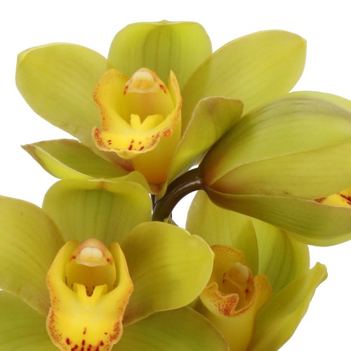 CYMBIDIUM ORCHID GREENFLAME