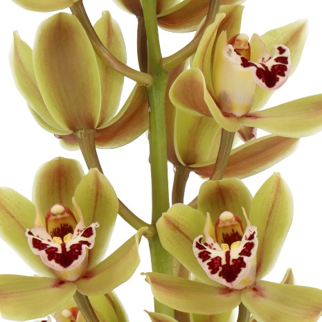 CYMBIDIUM ORCHID GREENLAND