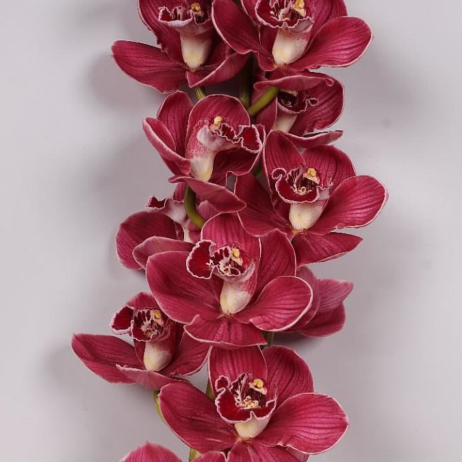 CYMBIDIUM ORCHID HADES