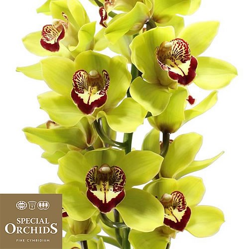 CYMBIDIUM ORCHID HANS (GROWER PACK)