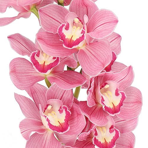 CYMBIDIUM ORCHID HAPPY FACE