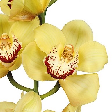 CYMBIDIUM ORCHID HARMONIE