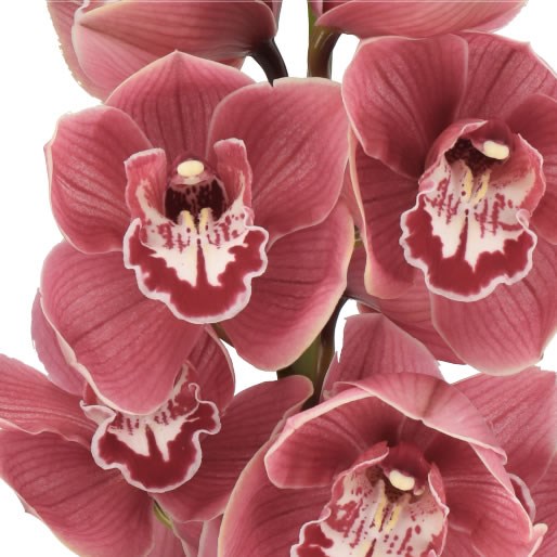 CYMBIDIUM ORCHID HELLO DOLLY