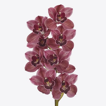 cymbidium bonfire hms