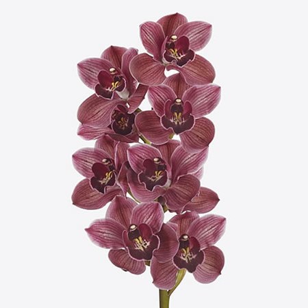 CYMBIDIUM ORCHID HMS BONFIRE