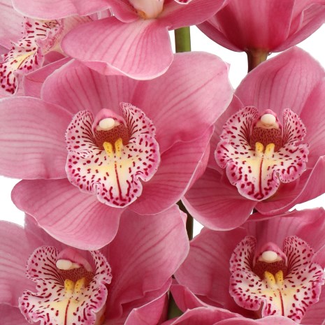 CYMBIDIUM ORCHID HMS ROSA
