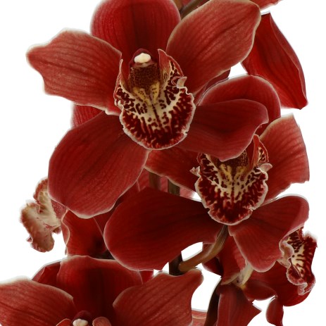 CYMBIDIUM ORCHID HMS SERENA