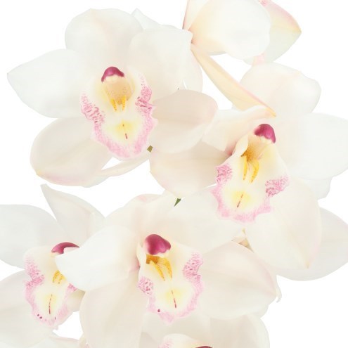 CYMBIDIUM ORCHID HMS WHITE SENSATION