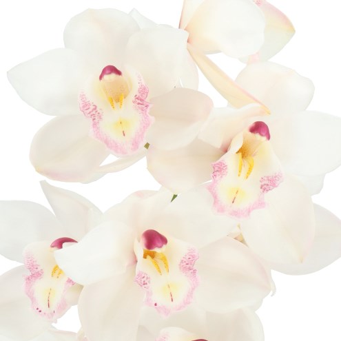 CYMBIDIUM ORCHID HMS WHITE SENSATION