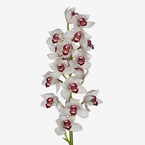 CYMBIDIUM ORCHID ICE AND FIRE