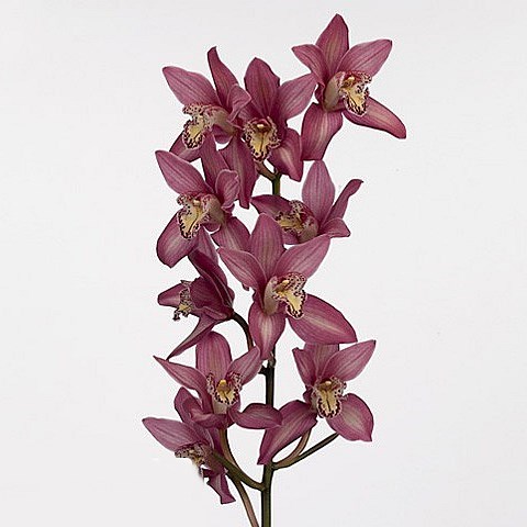 CYMBIDIUM ORCHID INA