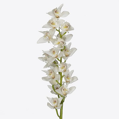 CYMBIDIUM ORCHID INSIGNE