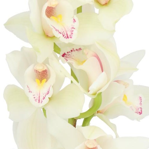 CYMBIDIUM ORCHID INSIGNE