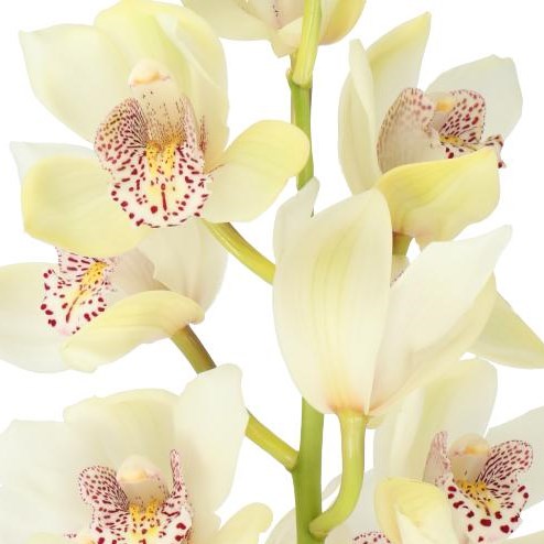 CYMBIDIUM ORCHID IRIS
