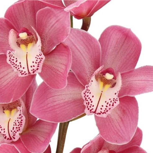 CYMBIDIUM ORCHID JAZZ