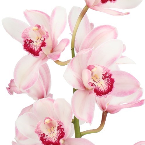 CYMBIDIUM ORCHID JILL