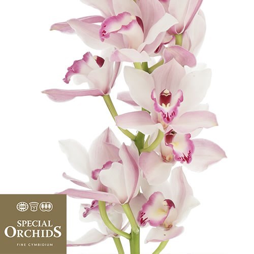 CYMBIDIUM ORCHID JOAL