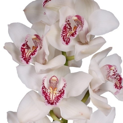 CYMBIDIUM ORCHID JOANS CHARISMA VANITY