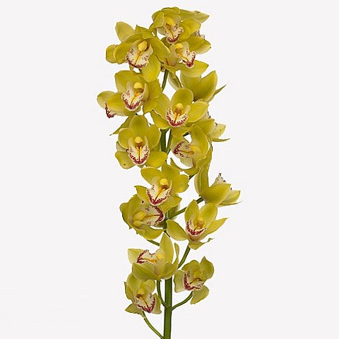 CYMBIDIUM ORCHID JODY