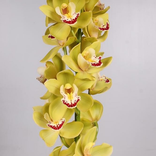 Cymbidium Orchid Jody 50cm Wholesale Dutch Flowers And Florist Supplies Uk