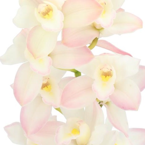CYMBIDIUM ORCHID JOSHUA