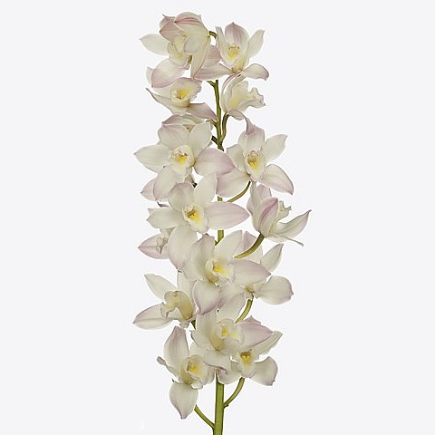 CYMBIDIUM ORCHID JOSHUA