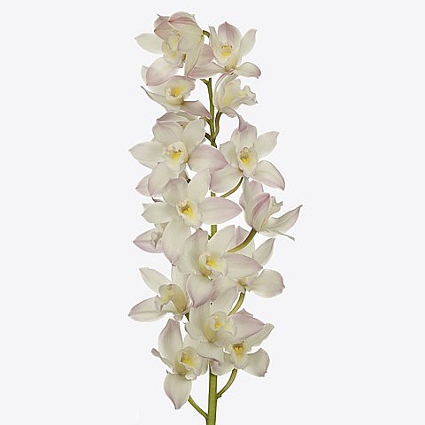 CYMBIDIUM ORCHID JOSHUA
