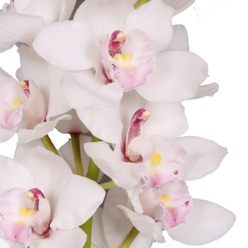 CYMBIDIUM ORCHID JUNGFRAU DOS PUEBLOS