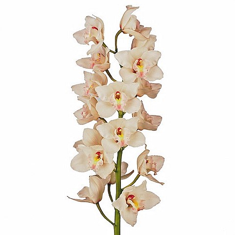 CYMBIDIUM ORCHID JUNGFRAU DOS PUEBLOS