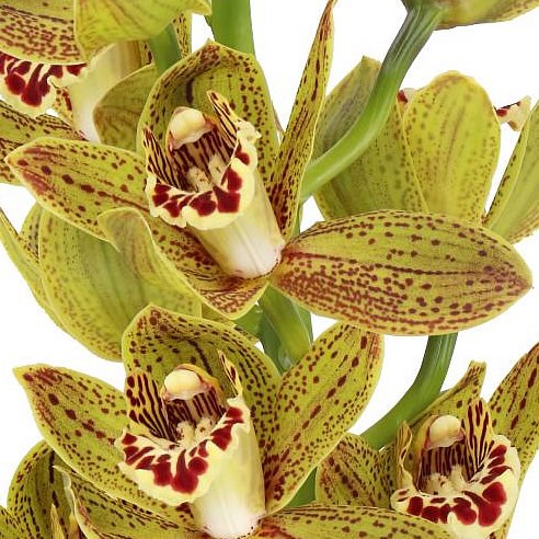 CYMBIDIUM ORCHID JUNGLE MIRACLE