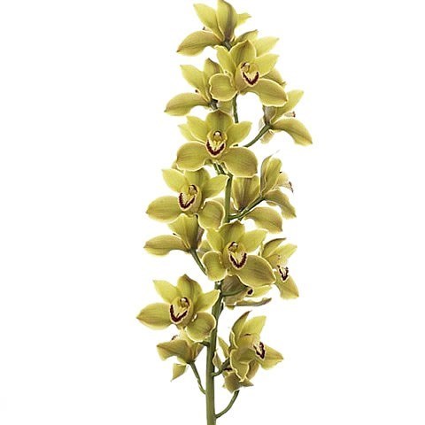 CYMBIDIUM ORCHID JUNGLE TRAIL