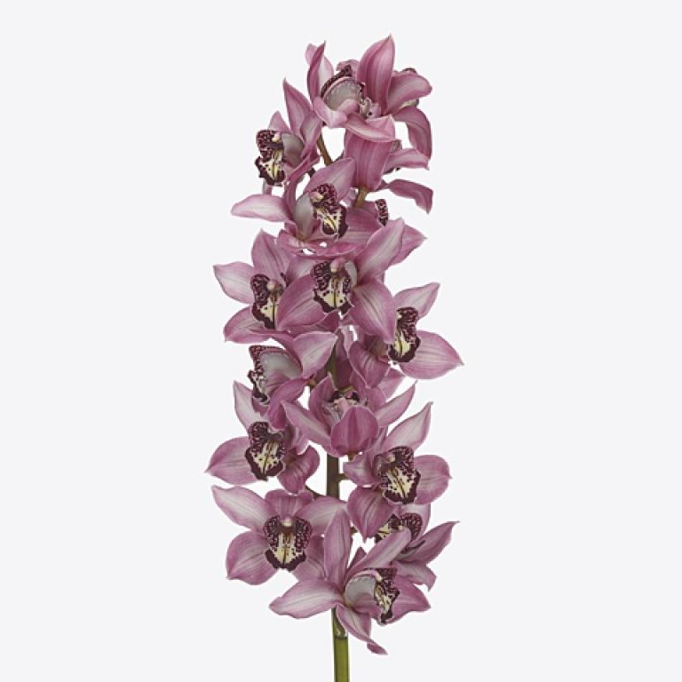 CYMBIDIUM ORCHID KENSI