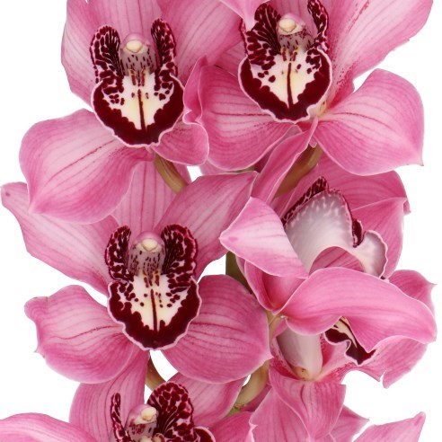 CYMBIDIUM ORCHID KENSI