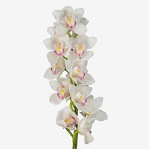 CYMBIDIUM ORCHID KILIMANJARO