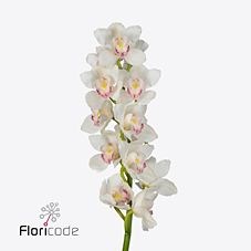 CYMBIDIUM ORCHID KILIMANJARO