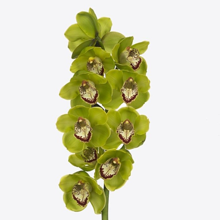 CYMBIDIUM ORCHID KILL BILL