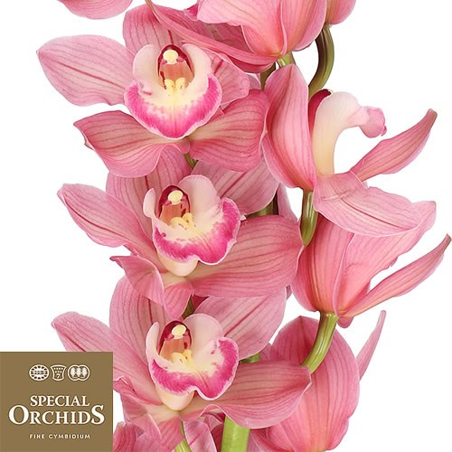 CYMBIDIUM ORCHID KIMBERLY (GROWER PACK)