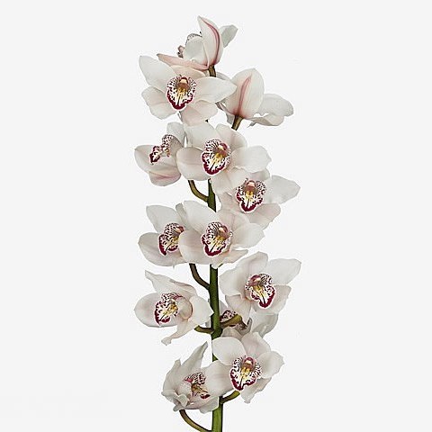 CYMBIDIUM ORCHID KISS ME KATE