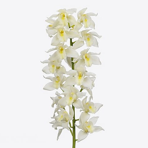 CYMBIDIUM ORCHID KLAZINA DE WIT