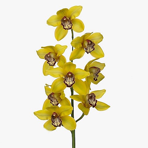 CYMBIDIUM ORCHID LA VIE STELLA