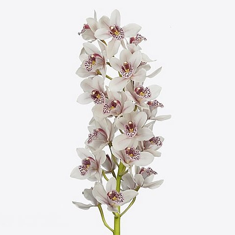 CYMBIDIUM ORCHID LADY FRECKLE