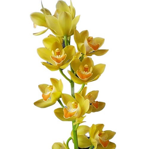 CYMBIDIUM ORCHID LEMON CURD