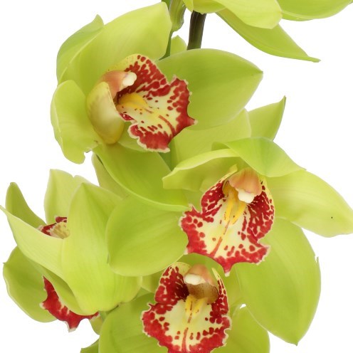 CYMBIDIUM ORCHID LIGHTNING