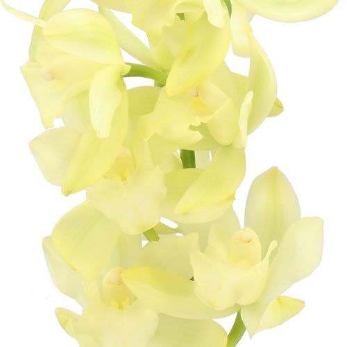 CYMBIDIUM ORCHID LIMONCELLO
