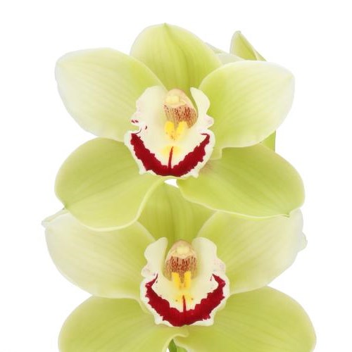 CYMBIDIUM ORCHID LIMONES