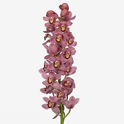 CYMBIDIUM ORCHID LIPSTICK