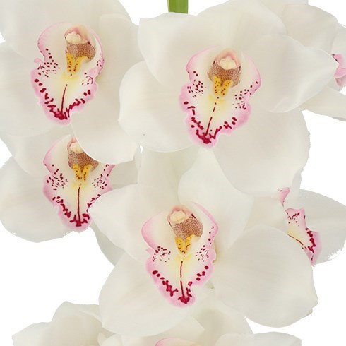 CYMBIDIUM ORCHID LITTLE JIM