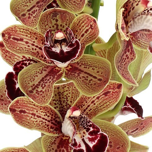 CYMBIDIUM ORCHID LOS ANGELES