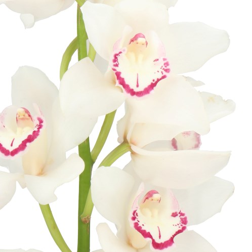 CYMBIDIUM ORCHID LOVE ME